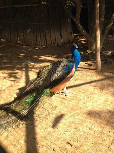 九九精品视频一区在线久久久久久久久久毛片精品美女|国产99久久久久久免费看|中文精品99久久国产|国产69精品久久久久9999|精品久久久久久中文字幕无码|亚洲熟妇无码久久精品国产精品99|精品国产天堂综合一区在线松山湖校区图书馆旁边的小山上,长年饲养着4只孔雀,它们在此已经生活了近10年时间。